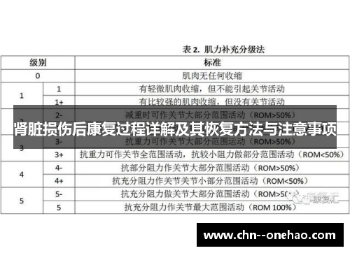 肾脏损伤后康复过程详解及其恢复方法与注意事项